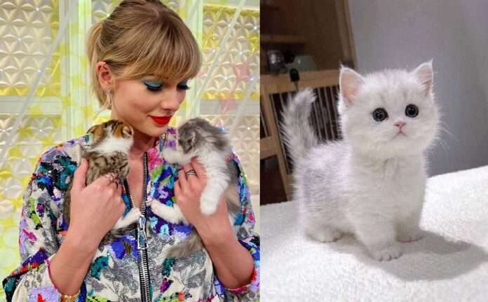 Taylor Swift acquired another luxurious cat following the loss of her previous one, expressing, “I’m a huge cat enthusiast; I adore having them around me. I couldn’t care less about the criticism from haters. Cats bring me joy, and that’s what matters.”